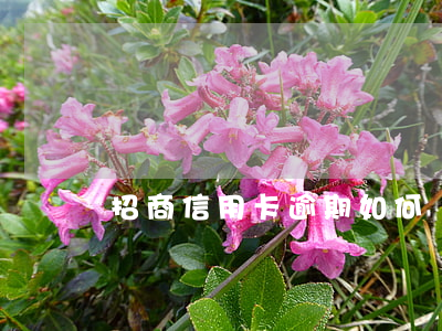 招商信用卡逾期如何處理 招商逾期處理流程