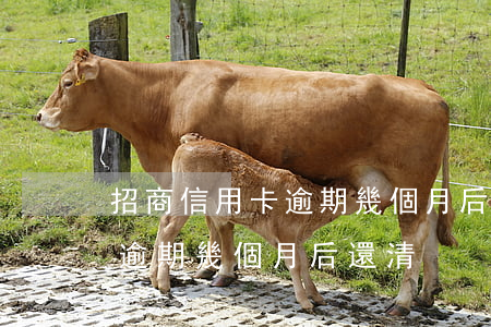招商信用卡逾期幾個月后還清-招商信用卡逾期幾個月后還清