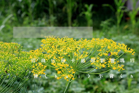 招商信用卡逾期影響嗎(招商信用卡逾期三天會(huì)不會(huì)有什么影響嗎)