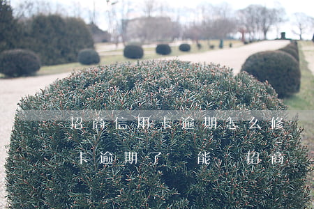 招商信用卡逾期怎么修復(fù)(招商信用卡逾期了還能辦招商儲(chǔ)蓄卡嗎)