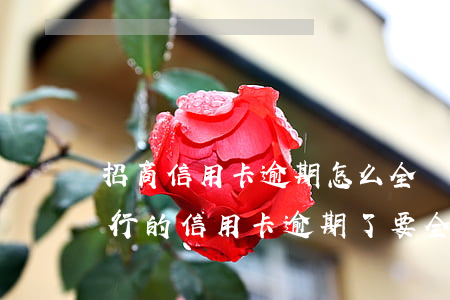 招商信用卡逾期怎么全額分期上海-招商銀行的信用卡逾期了,要全額還清嗎