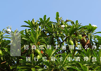 招商信用卡逾期怎么办理停息挂账-怎么和招行信用卡申请停息挂账