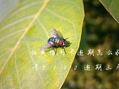 招商信用卡逾期怎么收逾期费(招商银行信用卡5000逾期三个月要起诉我真的么)