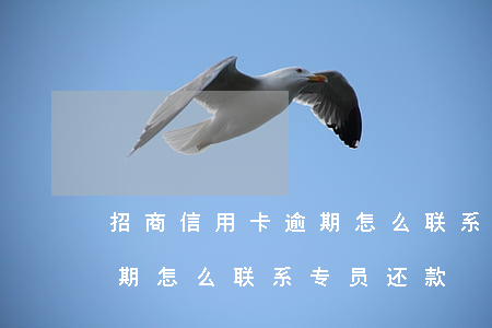 招商信用卡逾期怎么联系专员(招商信用卡逾期怎么联系专员还款)