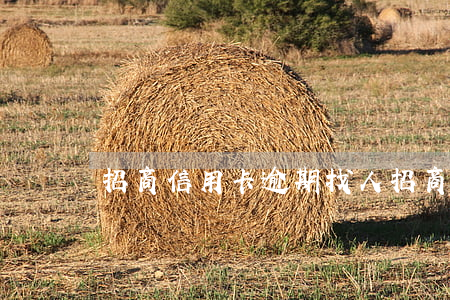 招商信用卡逾期找人(招商信用卡逾期找人代還)