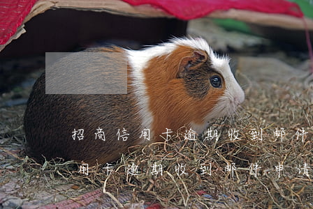招商信用卡逾期收到邮件申请保全-招商信用卡逾期收到邮件申请保全是真的吗