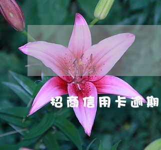 招商信用卡逾期會從儲蓄卡扣款嗎