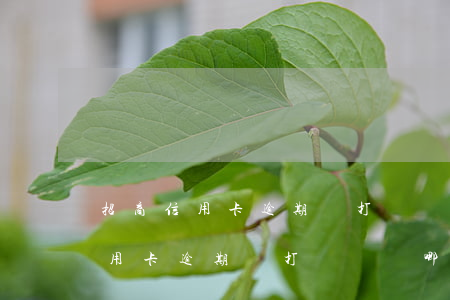 招商信用卡逾期會打電話給哪些人-招商信用卡逾期會打電話給哪些人打電話