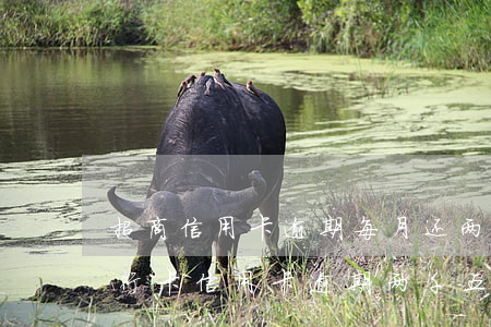 招商信用卡逾期每月还两千能行吗-招商银行卡信用卡逾期两千五六年了应该偿还多少钱