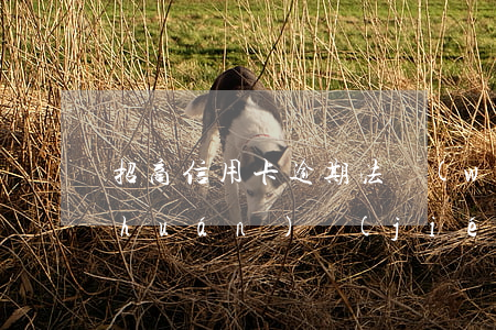 招商信用卡逾期法務(wù)部是什么環(huán)節(jié)-招商信用卡逾期法務(wù)部是什么環(huán)節(jié)催收