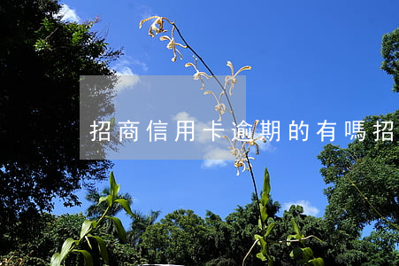 招商信用卡逾期的有嗎(招商信用卡 逾期)