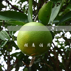 招商信用卡逾期短信告知報案起訴