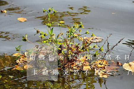 招商信用卡逾期突然不打電話了-招商信用卡逾期突然不打電話了怎么辦