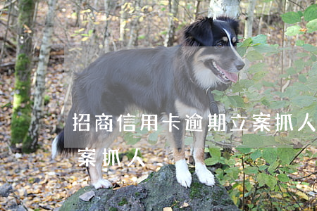 招商信用卡逾期立案抓人(招商信用卡逾期立案抓人)