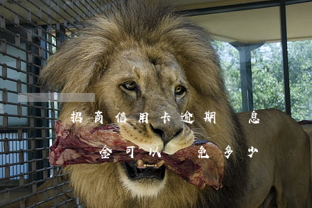 招商信用卡逾期罰息沒漲(招商信用卡逾期滯納金可以減免多少?)