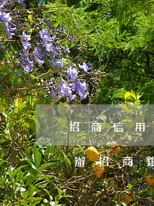 招商信用卡逾期能不能辦理招商-有逾期能辦招商銀行信用卡嗎