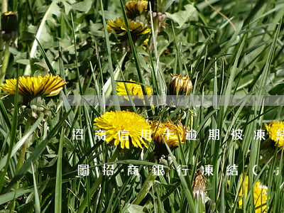 招商信用卡逾期被凍結(jié)的短信截圖(招商銀行凍結(jié)短信截圖)