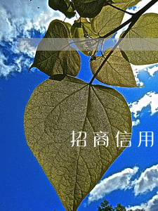 招商信用卡逾期被封了怎么辦