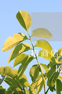 招商信用卡逾期被起訴后果嚴(yán)重嗎-招商信用卡逾期被起訴后果嚴(yán)重嗎知乎