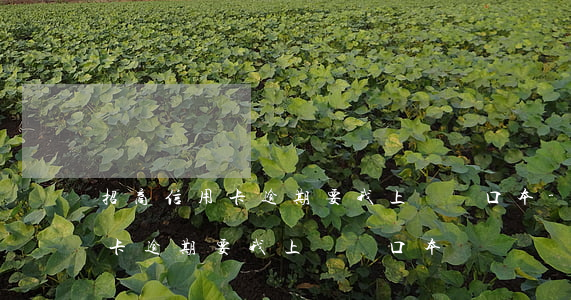 招商信用卡逾期要我上傳戶口本-招商信用卡逾期要我上傳戶口本