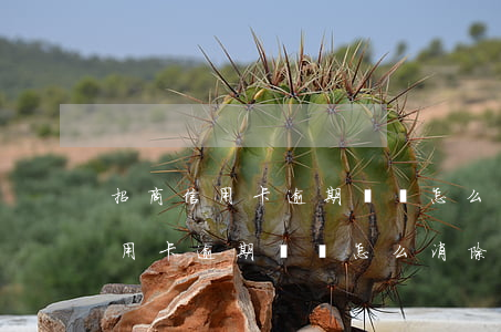 招商信用卡逾期記錄怎么消除上海-招商信用卡逾期記錄怎么消除上海銀行
