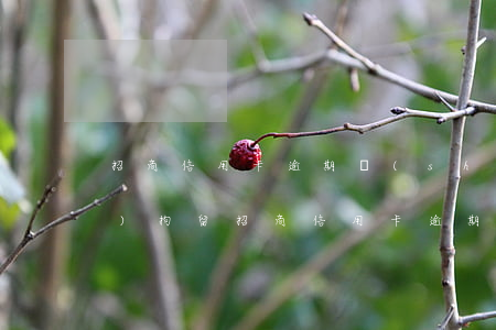 招商信用卡逾期說(shuō)會(huì)拘留(招商信用卡逾期辦儲(chǔ)蓄嗎)