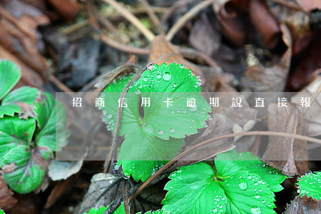 招商信用卡逾期說直接報警拘留