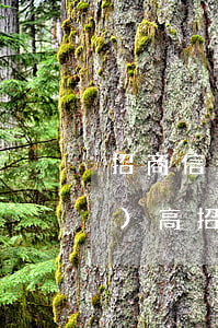 招商信用卡逾期費(fèi)用超級(jí)高(招商信用卡 逾期)