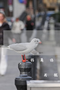 招商信用卡逾期賬戶凍結(招商信用卡逾期3個月被凍結了 怎么解凍)