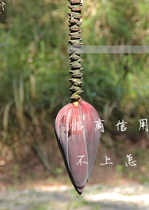 招商信用卡逾期辦高利貸-高利貸信用卡還不上怎么辦