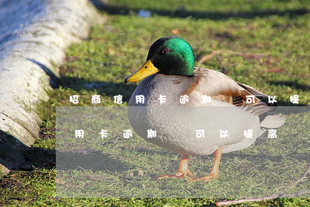 招商信用卡逾期過可以提高額度嗎-招商信用卡逾期過可以提高額度嗎知乎