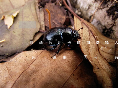 招商信用卡逾期還幾天恢復(fù)(招商信用卡逾期二天有沒有影響)