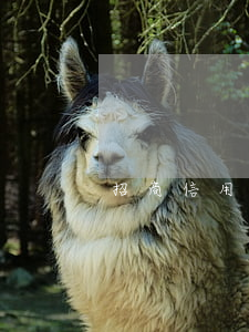 招商信用卡逾期還最低