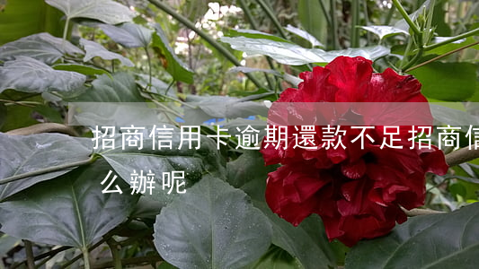 招商信用卡逾期還款不足(招商信用卡逾期怎么辦呢)