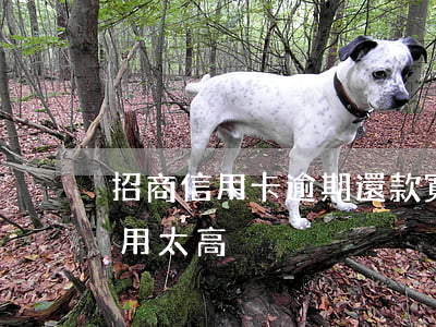 招商信用卡逾期還款寬限(招商信用卡逾期費用太高)