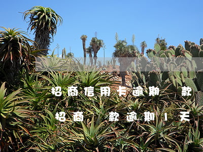 招商信用卡逾期還款幾天恢復(fù)正常 招商還款逾期1天