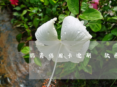 招商信用卡逾期還款承諾書(招商銀行還款承諾書)