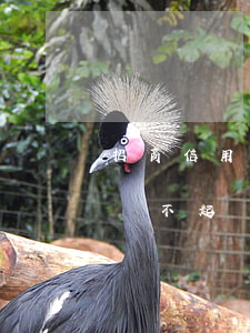 招商信用卡逾期都還不起(招商信用卡逾期都還不起)