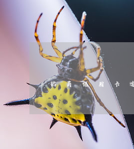 招商信用卡逾期高額利息怎么辦