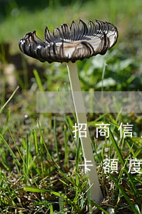 招商信用卡額度7萬逾期兩個月-招商信用卡額度7萬逾期兩個月會怎樣