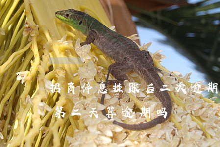 招商停息挂账后二次逾期怎么办(招商还款日第二天算逾期吗)