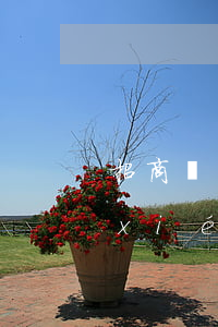 招商協(xié)商還款有減免嗎(招商協(xié)商還款有減免嗎)