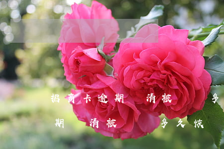 招商卡逾期還清被凍結多久恢復-招商卡逾期還清被凍結多久恢復正常