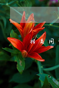 招商同意個性化分期(招商個性化分期要求)