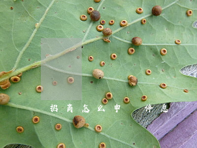 招商怎么申請停息掛賬 招商怎么申請停息掛賬
