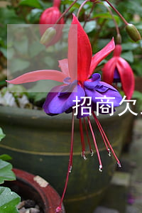 招商欠三万还不起（欠招商信用卡三万多）