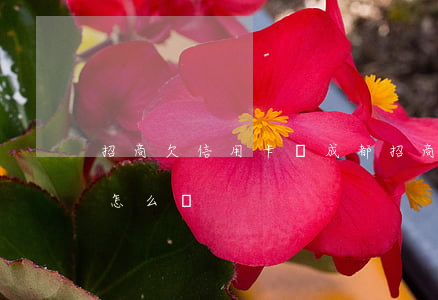 招商欠信用卡轉成都(招商銀行錢轉到信用卡怎么辦)