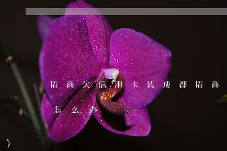 招商欠信用卡转成都(招商银行钱转到信用卡怎么办)