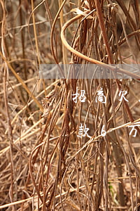 招商欠款6万逾期派出所送来传票-招商欠款6万逾期派出所送来传票是真的吗