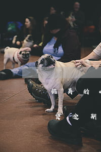 招商的e招贷逾期可以协商还款吗(招商e招贷逾期一天有影响吗)